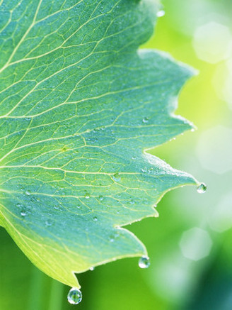 Water Droplets on Leaf