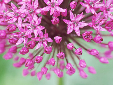 Allium Hollandicum Purple Sensation