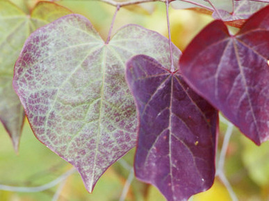 Cercis Canadensis Forest Pansy