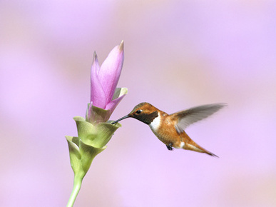 Rufous Hummingbird (Selasphorus Rufus) Male Feeding at Flower, Green Valley, Arizona