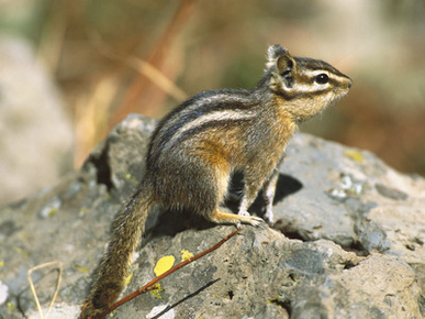 Lodgepole Chipmunk (Tamias Speciosus) Portrait on Rocks, Yellowstone Nat'l Park, Wyoming