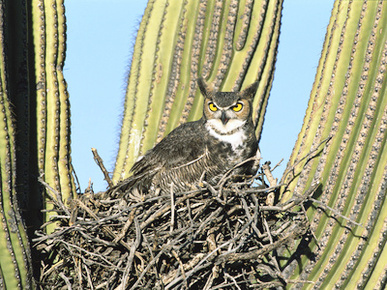 Great Horned Owl (Bubo Virginianus) Nesting in Saguaro (Cereus Gigantea) Cactus, Tucson, Arizona