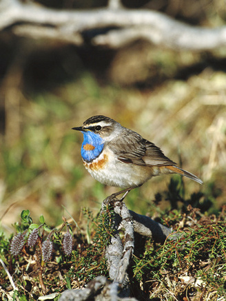 Bluethroat (Luscinia Svecica) Perching, Nome, Alaska