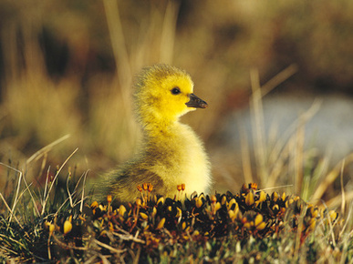 Canada Goose (Branta Canadensis) Gosling, Churchill, Manitoba, Canada