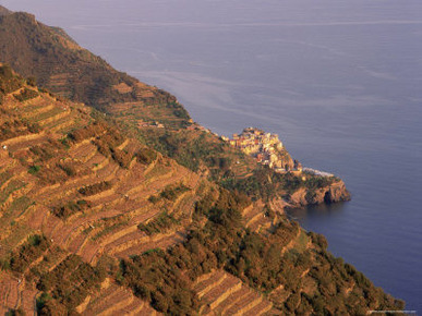 Village of Manarola and Terraced Vineyards at Sunset, Liguria, Italy