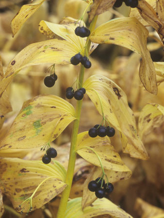 Solomon's Seal Berries in the Fall, Polygonatum Canaliculatum, North America