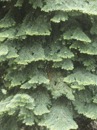 White Fir Tree Needles and Branching Pattern, Abies Concolor, North America